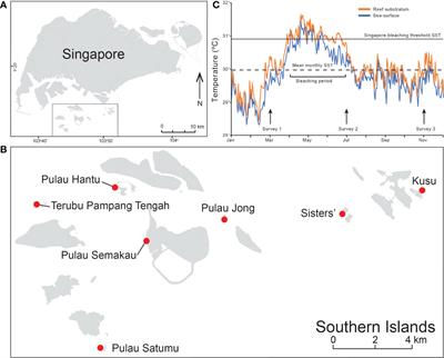 Further Flattening of a Degraded, Turbid Reef System Following a Severe Coral Bleaching Event